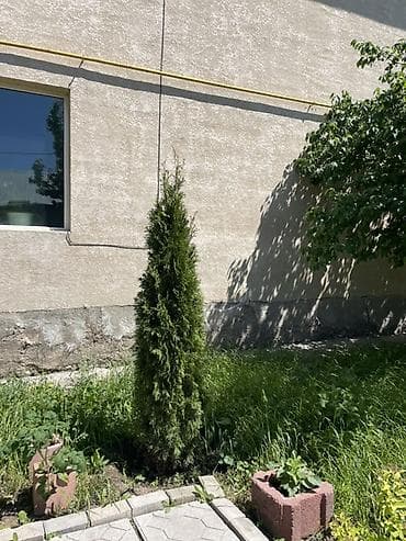 Продаётся туя, высота около 2 метров 🌲 Здоровая, густая, красивой — 2