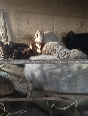 уй жаныбары: Сатам | Кочкор (эркек) | Көбөйтүү үчүн | Асыл тукумдуу — 6