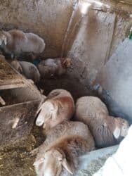 цены породистых собак: Продаю | Баран (самец) | Гиссарская, Арашан | Для разведения | Осеменитель, Племенные — 8