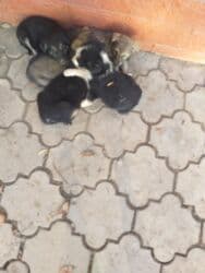 продажа щенков немецкой овчарки в бишкеке с документами: Даром щенки 5 штук папа овчарка мама дворовая очень хорошо ловит — 17