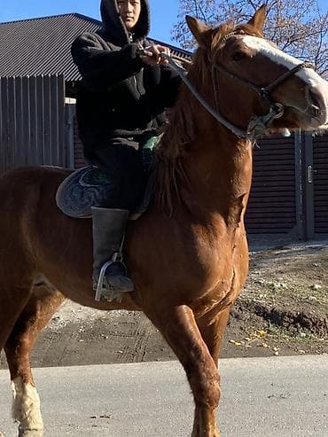 Грызуны: Продаю | Конь (самец) | Рабочий — 7