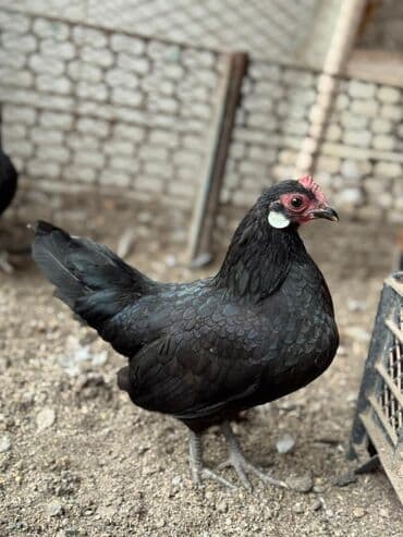 дом для куриц: Продаю | Куры, Петух | Для разведения — 9