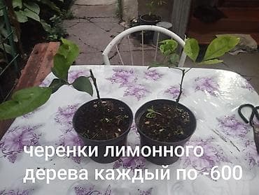 max safe: Комнатные растения 1) Сансевиерия (сансевьера, «тещин язык») - — 7