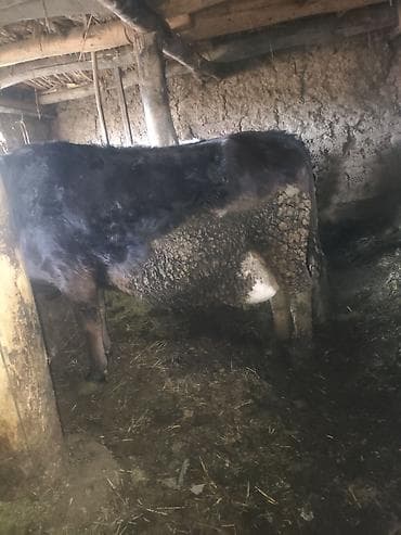 Ветеринар кызматы: Сатам | Уй (ургаачы) | Сүт алуу үчүн | Байланган — 1