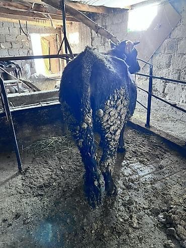 Аквариумы: Продаю | Тёлка | Алатауская | На забой, Для разведения, Для молока — 3