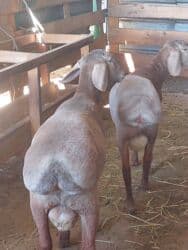 дом для животных: Кочкоры Арашаны линия Широкого разрез хвоста есть 5 месец по матери — 9