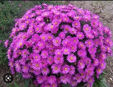 лаванда: Саженцы цветка: Гибискусы садовые — 6