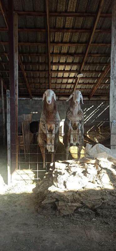 сколько стоит черепаха маленькая в бишкеке: Продаю | Баран (самец) | Для разведения | Племенные — 1