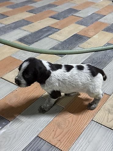 кыргыз и собака: Дратхаар, 1 айлык, Эркек — 5