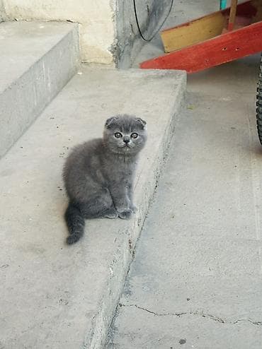 кошка шотландский: Шотландский вислоухий котёнок (Scottish Fold) - Окрас: сплошной серый — 1