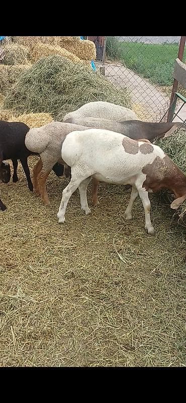 Продаю | Баран (самец) at lalafo.kg Продаю | Баран (самец)