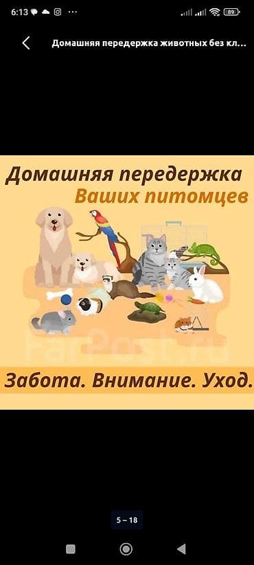 жучок: Домашняя передержка животных — 2