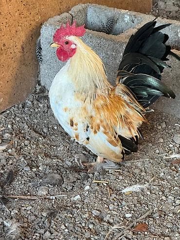 квочка квочку курук: Продаю | Куры, Петух — 2