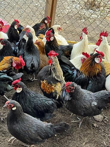 купить яйцо инкубационное: Продаю | Куры, Петух — 2