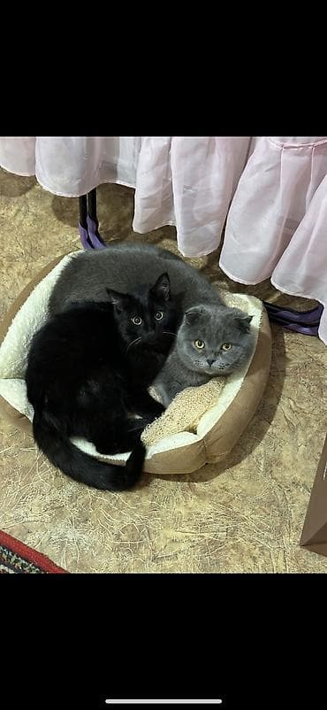 кошка домашный: Кошка даром: Скотиш Фолд (Шотландская вислоухая), 1 год, Мальчик, Приучена к лотку, Проглистована, С документами — 1