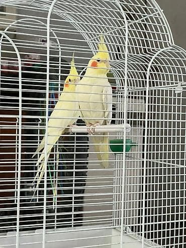 попугай карелла: Кореллы (Nymphicus hollandicus), пара светлых (лютино) с яркими — 1