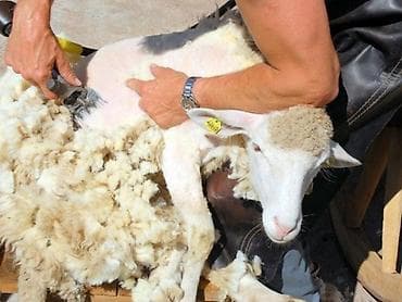 Профессиональная стрижка овец на выезде - Акуратная машинная стрижка