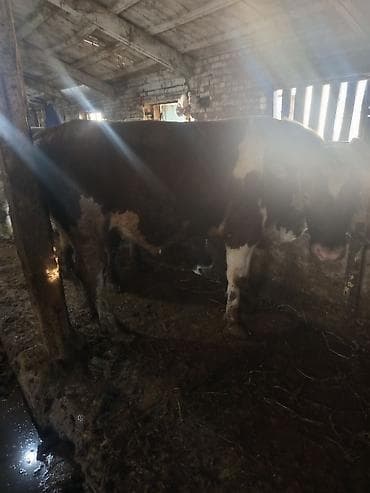 бык парода бельгиский: Продаю | Бык (самец) | На откорм — 5