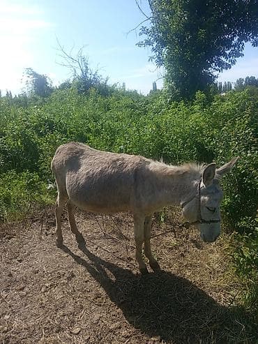 эшек фото: Осёл рабочий, серого окраса, средний рост. Под уздечкой, спокойно — 1