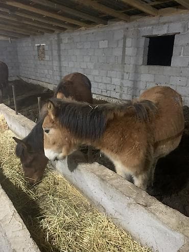 пододеяльник бишкек: Тайлар 55деп атам — 3