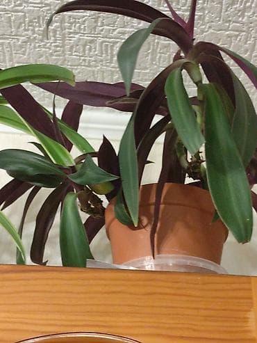 Кактусы: Цветы от 150 сом, комнатные адаптированые. Алоэ Вера детки, Алоэ — 8