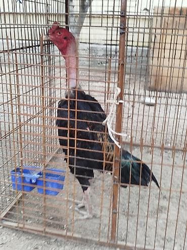 детский самокат: Дакан короздор сатылат алмашу жолдору бар домашний тооко алмашам адрес — 1