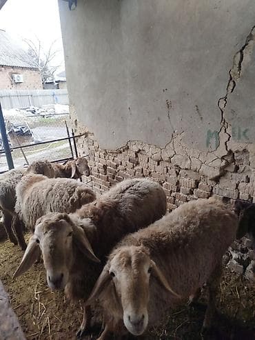 для баран: Продаю | Баран (самец) | Арашан | Для разведения | Племенные — 10