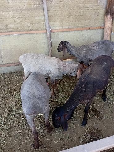 С/х животные и товары: Продаю | Овца (самка) | Эдильбаевская | Для разведения | Племенные — 3