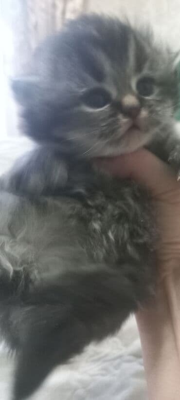 домашние куры: Остался 1 котенок 1 месяц перситский . умненький к лотку — 6