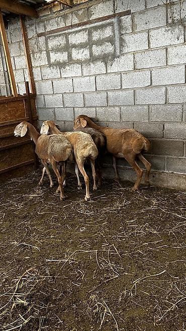 рыбки аквариумные бишкек: Продаю | Овца (самка) | Арашан | Для разведения | Матка — 2