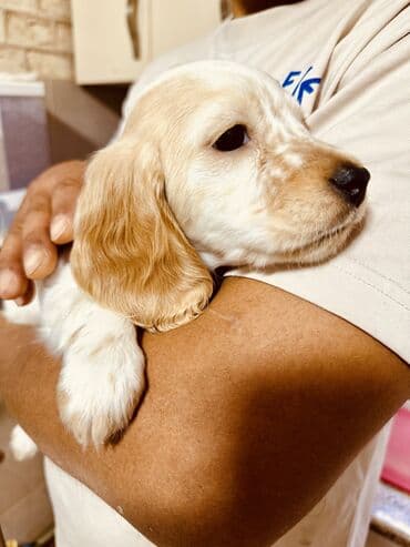 продажа собак чихуахуа: Спаниель, 2 месяца, Самец — 2