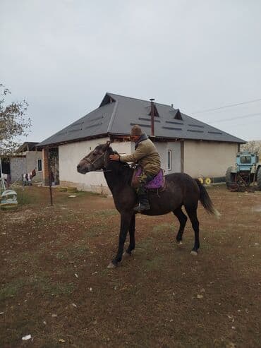 булдок ит: Продаю | Конь (самец) | Рабочий — 4