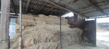 кормовая соль для животных: Сено второго укоса, привезено из Чон-Кемина. Количество: 234 тюка — 2