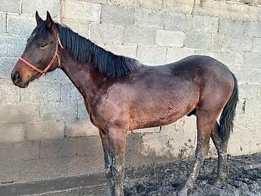 рабочие лошади: Продаю | Жеребец | Рабочий — 6