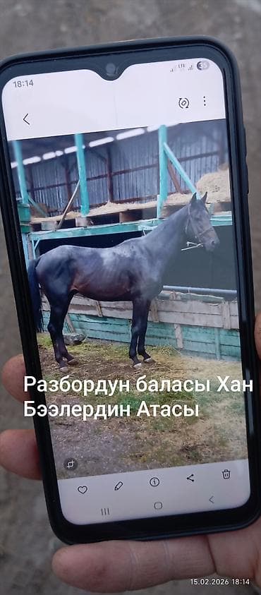 Собаки: Продаю | Кобыла (самка) | Английская | Конный спорт | Мерин — 8