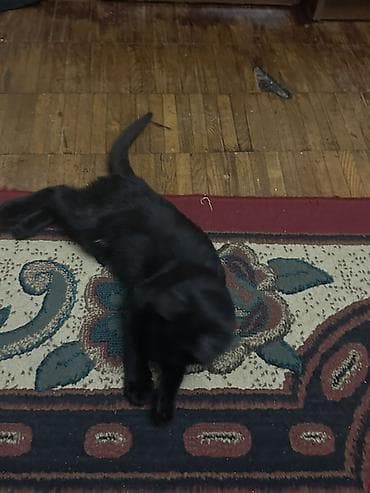 black cat: Кошка даром: Беспородная, 4 месяца, Мальчик, Приучена к лотку, Проглистована — 3
