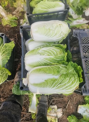 мясо головное: Капуста Пекинская — 2