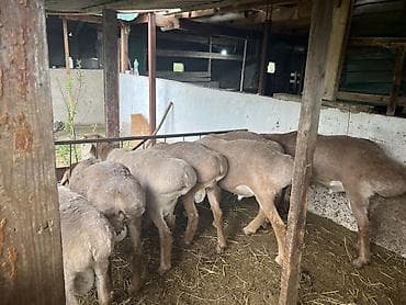 животные бараны: Продаю | Баран (самец) | Для разведения | Ярка — 1