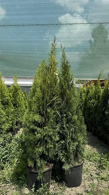 теплицы петуньи: Размеры:170/180 см 6700 сом :150/160 см 10200сом — 7
