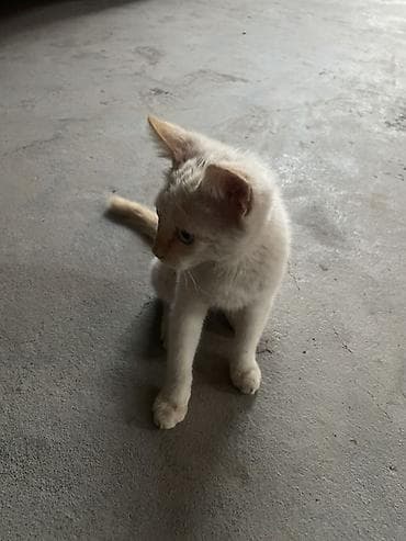 cane corso: Котята-домоседы, короткошёрстные. - Окрас: один тигровый — 9