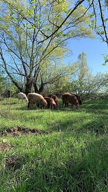 обмен на баран: Продаю | Овца (самка) | Для разведения — 7