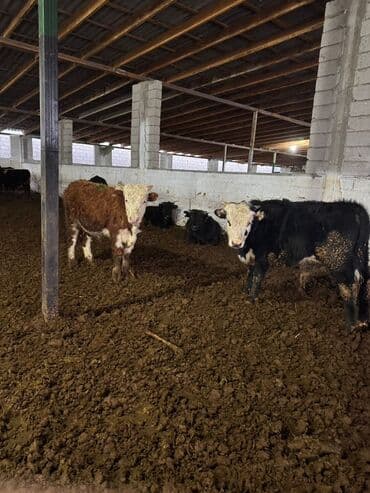 Уйлар, букалар: Сатам | Бука (эркек) | Бордоп семиртүү үчүн — 6