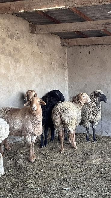 коровы доиные: Продаю | Овца (самка) | Для разведения | Матка — 1