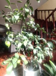 купить большие комнатные растения: Домашний лимон (цитрус в горшке) Цветущое,плодоносящое лимонное — 1