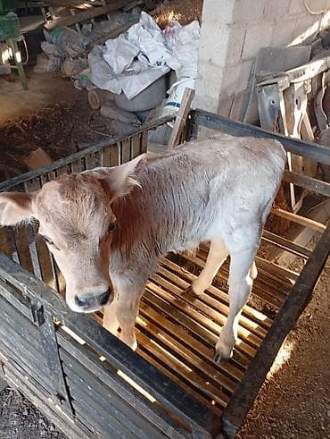 желчные камни крс бизнес: Продаю | Музоо, торпок | На откорм — 3