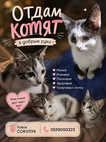 ориентальные кошки: Котята, домашние, короткошёрстные. район сокулук - Окрас — 1