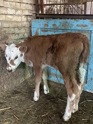 корова с теленкам: Продаю | Тёлка | Полукровка, Монбельярд | Для разведения, Для молока | Искусственник — 4