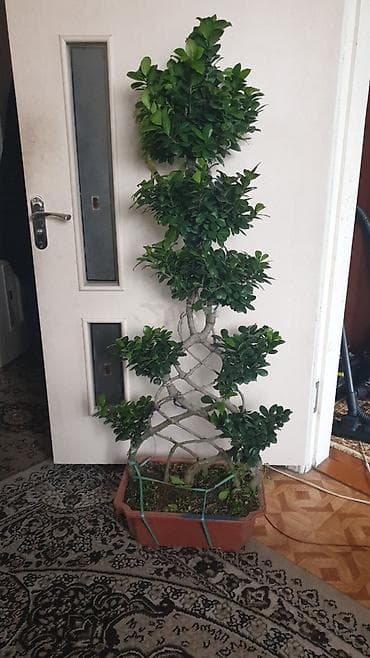 Бонсай: АКЦИЯ!!!!!!!!!!Остался последний Бонсай. высота 140см. не — 1