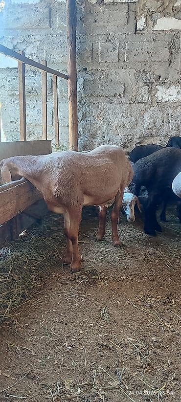 Продаю | Ягненок, Баран (самец) | На забой, Для разведения | Осеменитель