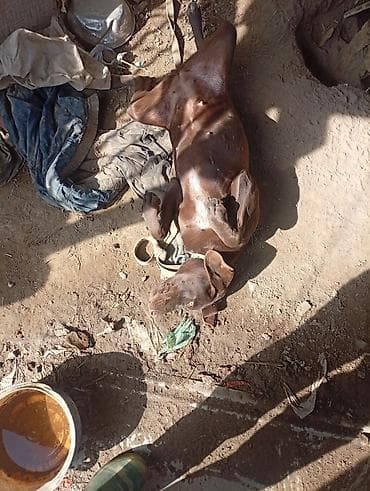 сколько стоит американская короткошёрстная кошка: Собака даром: Курцхаар, 10 месяцев, Самка, С прививкой — 1